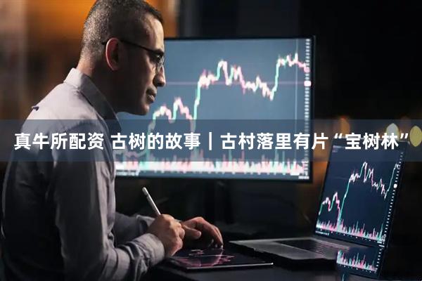 真牛所配资 古树的故事｜古村落里有片“宝树林”